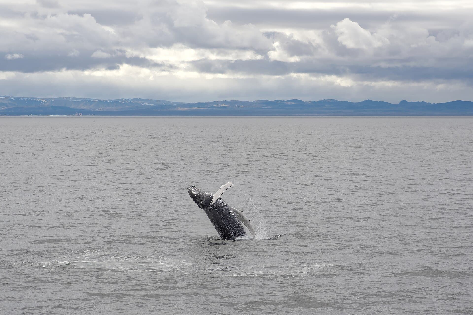 Whale watching tour in Iceland